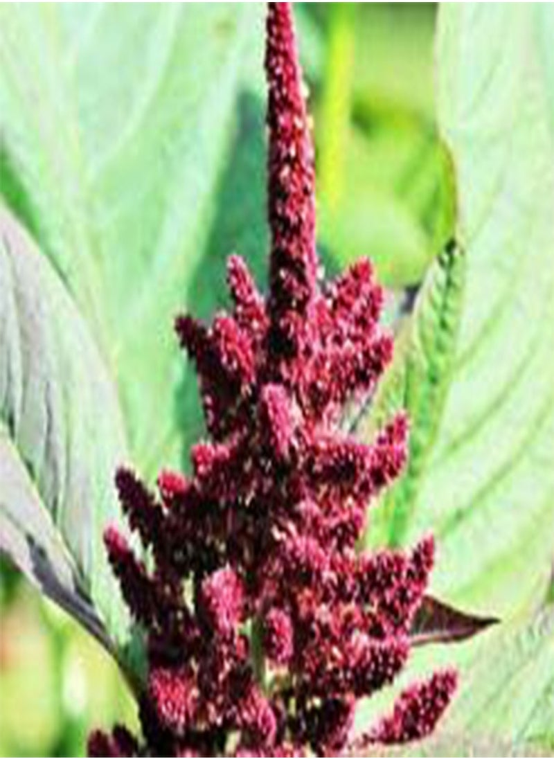 GGOOT Amaranthus PYGMY Torch Amaranthus Hypochondriacus - 1,00 Bulk (PKD) Seeds 