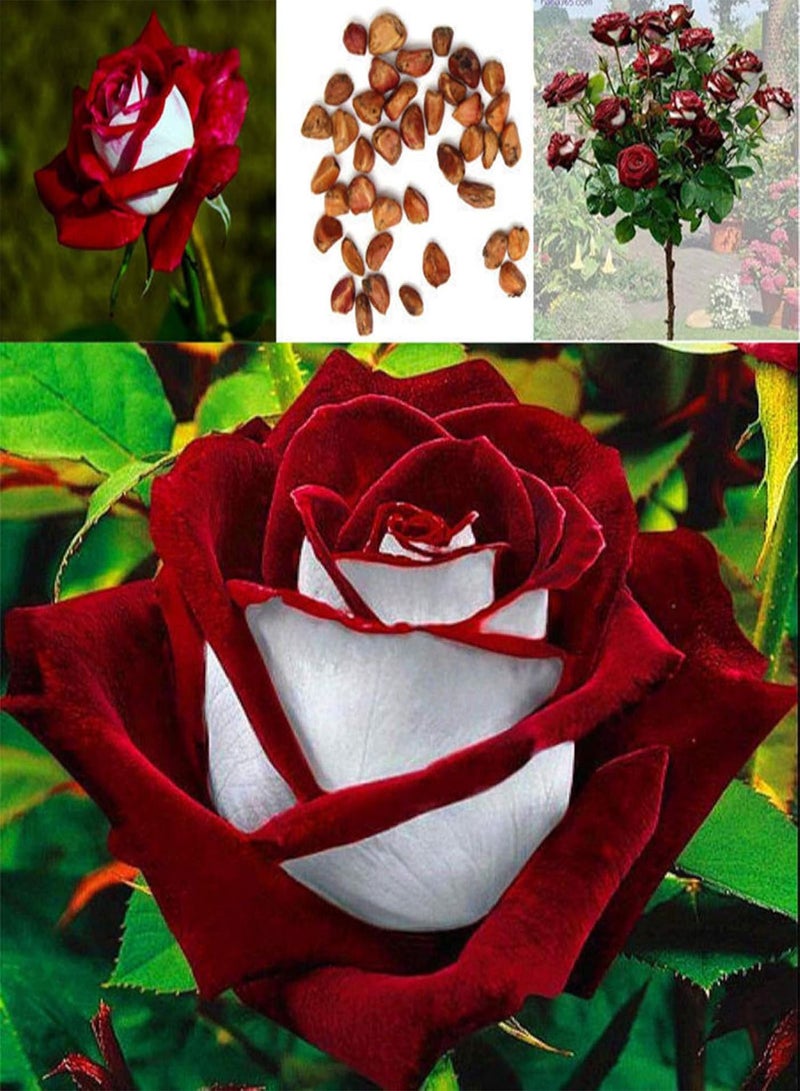 GGOOT 100pcs/Bag Red White Osiria Rose Flower Seeds Home Garden Plant Decor - Image 1