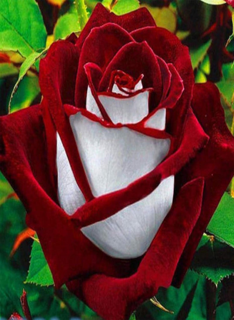 GGOOT 100pcs/Bag Red White Osiria Rose Flower Seeds Home Garden Plant Decor - Image 2