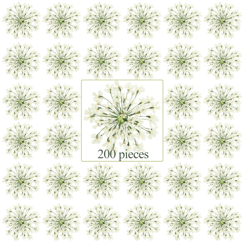 200 Pcs Pressed Dried Flowers for Resin Art Ammi Majus Natural Pressed Dried Flower Dry Flowers for Crafts DIY Wedding Home Decor Scrapbooking Gift Soap Candle Making