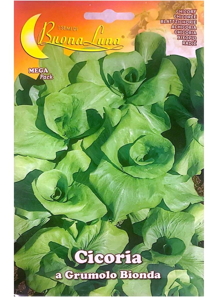 Buona Luna Chicory Seeds  - Image 1