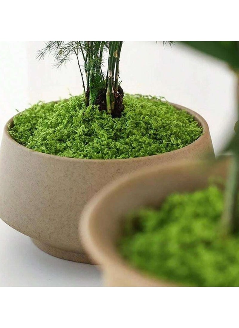 Generic 50g Artificial Fake Moss, DIY Simulation Moss Grass Micro Landscape Layout, Green Plant Lawn Potted Plant Window Decoration Landscape Design  - Image 4