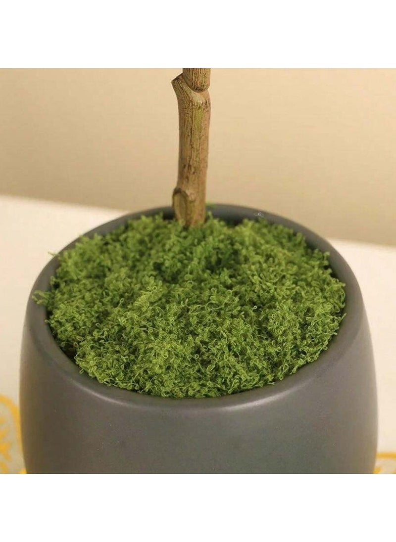 Generic 50g Artificial Fake Moss, DIY Simulation Moss Grass Micro Landscape Layout, Green Plant Lawn Potted Plant Window Decoration Landscape Design  - Image 2