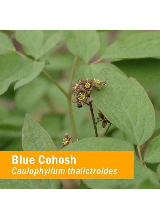 HERB PHARM Certified Organic Blue Cohosh Liquid Extract - 1 Ounce  - Image 2