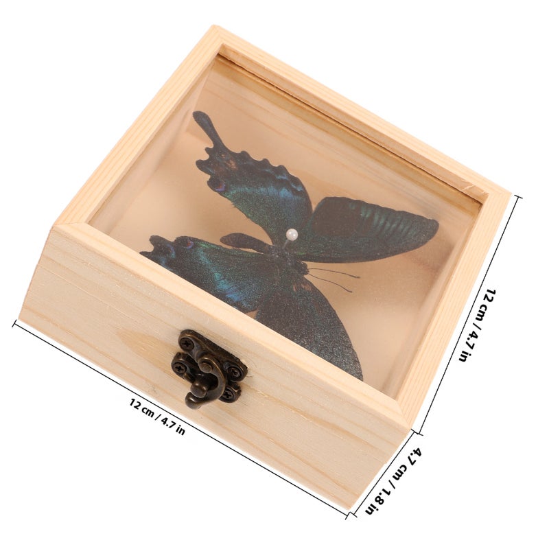 1 set of Butterfly Specimen with Box Handmade Insect Specimen Decor Photo Prop - Image 2