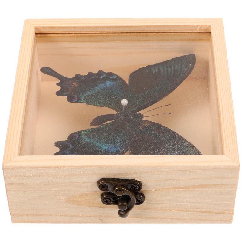 1 set of Butterfly Specimen with Box Handmade Insect Specimen Decor Photo Prop - Image 1
