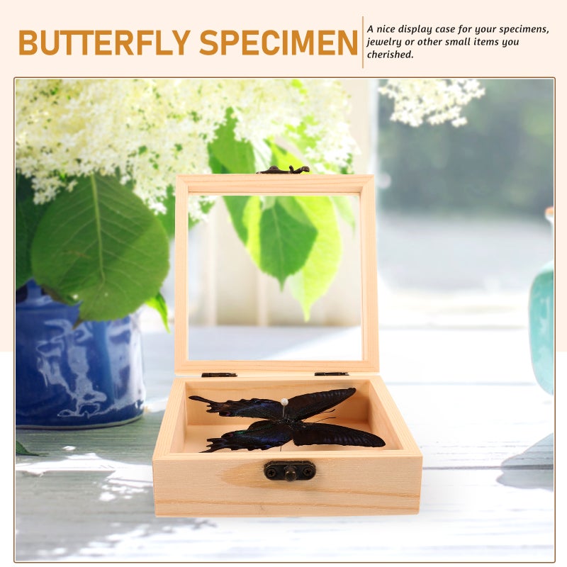 1 set of Butterfly Specimen with Box Handmade Insect Specimen Decor Photo Prop - Image 4