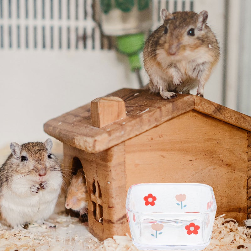 2pcs Hamster Food Bowl Water Bowl Small Glass Bowl Gerbil Food Bowl - Image 3
