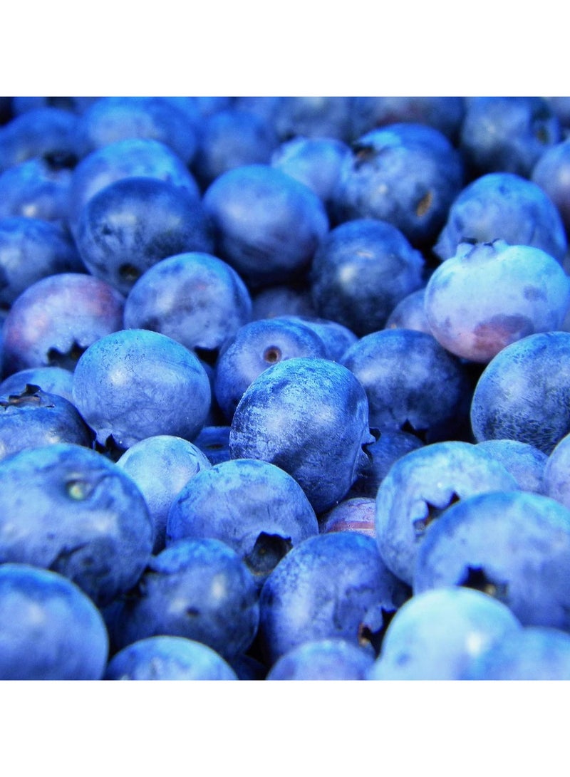 فروتا ماكس لايت FruttaMax Light - منخفض الكربوهيدرات - شراب اللياقة البدنية | زيرو سكر | مع ستيفيا | 60٪ محتوى الفاكهة 500 مل (توت أزرق - خفيف)  - Image 3