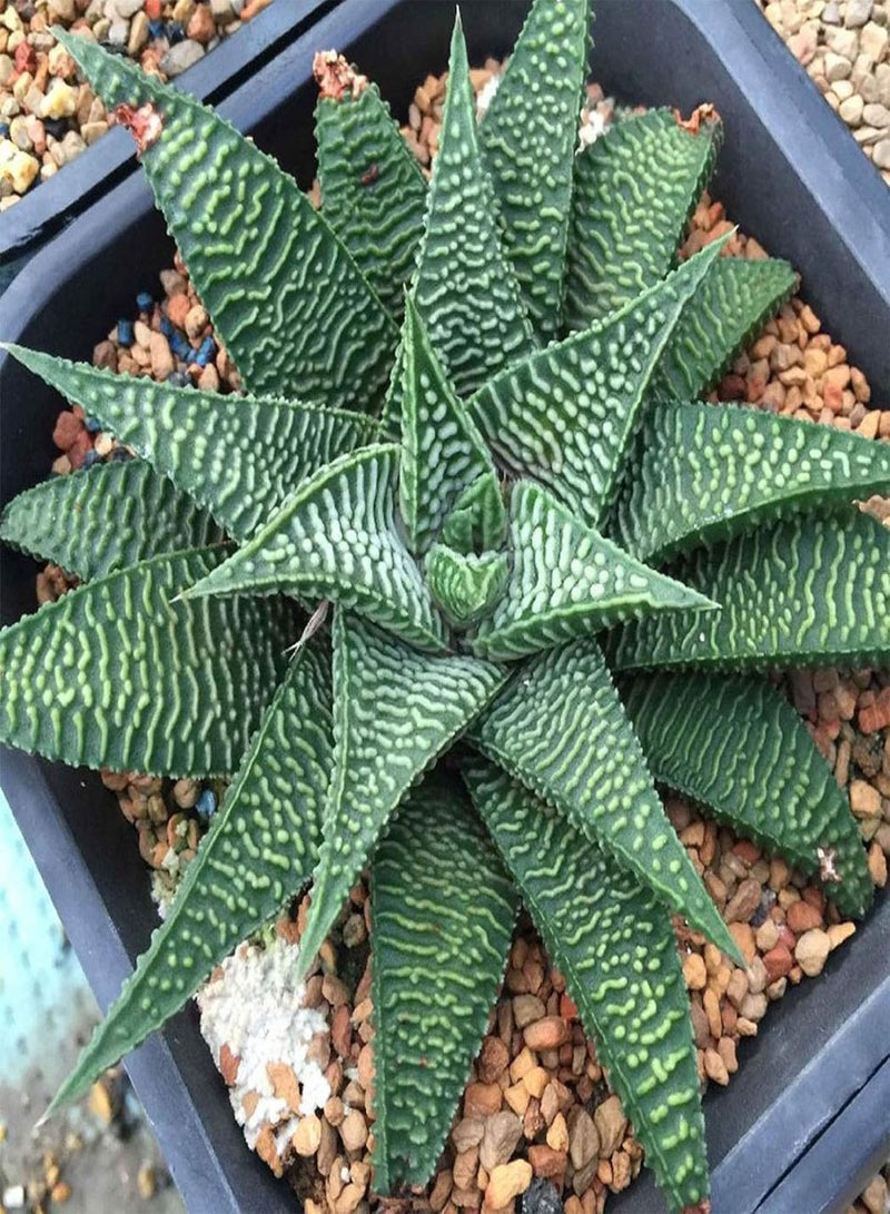 GGOOT 100Pcs Rare Aloe Vera Succulent Plant Perennial Anti-Radiation Home Garden Seeds - 7# Aloe Vera Seeds - Flower Seeds Vegetable Seeds Fruit Seeds Garden Plant Seeds  - Image 1