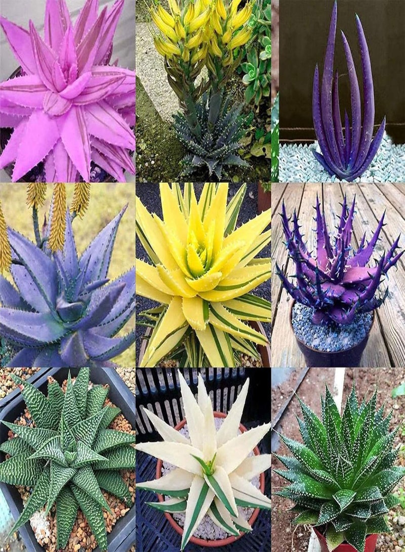 GGOOT 100Pcs Rare Aloe Vera Succulent Plant Perennial Anti-Radiation Home Garden Seeds - 7# Aloe Vera Seeds - Flower Seeds Vegetable Seeds Fruit Seeds Garden Plant Seeds  - Image 2