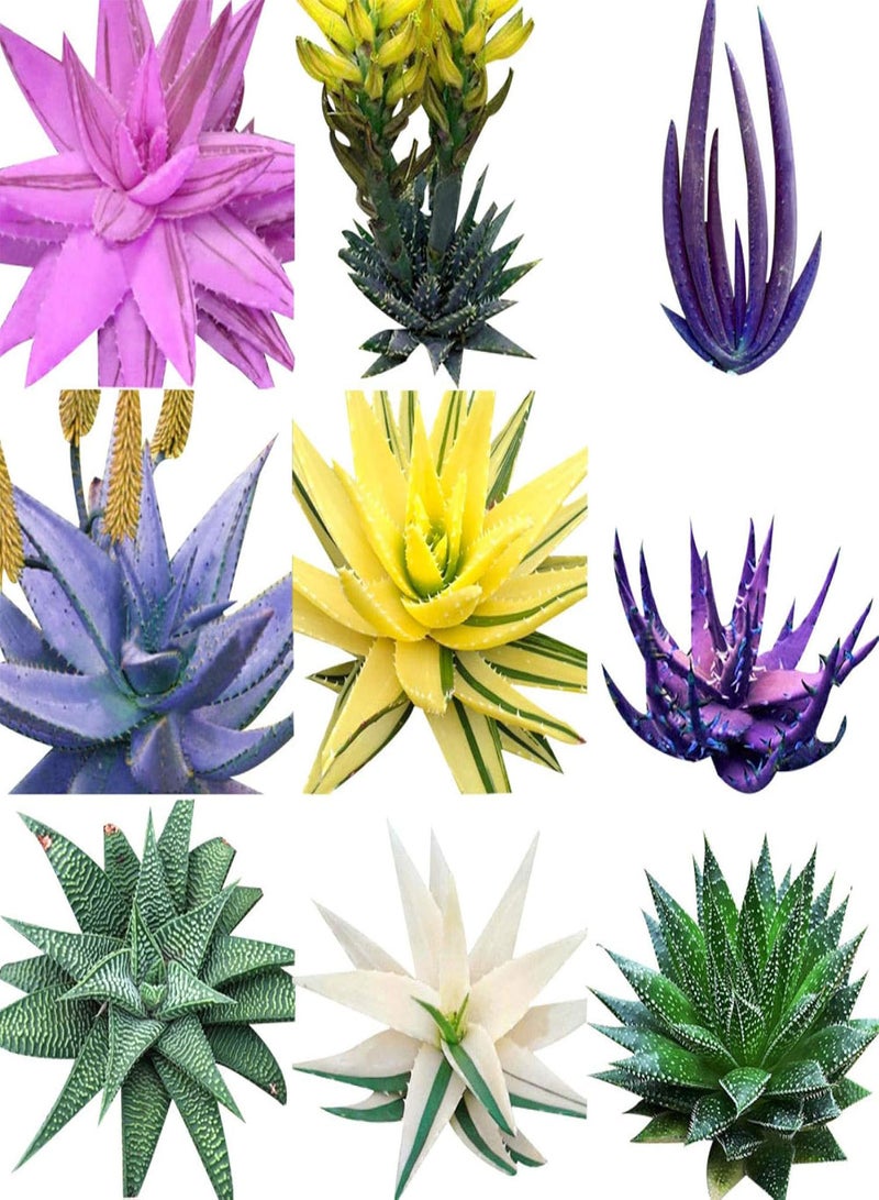 GGOOT 100Pcs Rare Aloe Vera Succulent Plant Perennial Anti-Radiation Home Garden Seeds - 7# Aloe Vera Seeds - Flower Seeds Vegetable Seeds Fruit Seeds Garden Plant Seeds  - Image 3