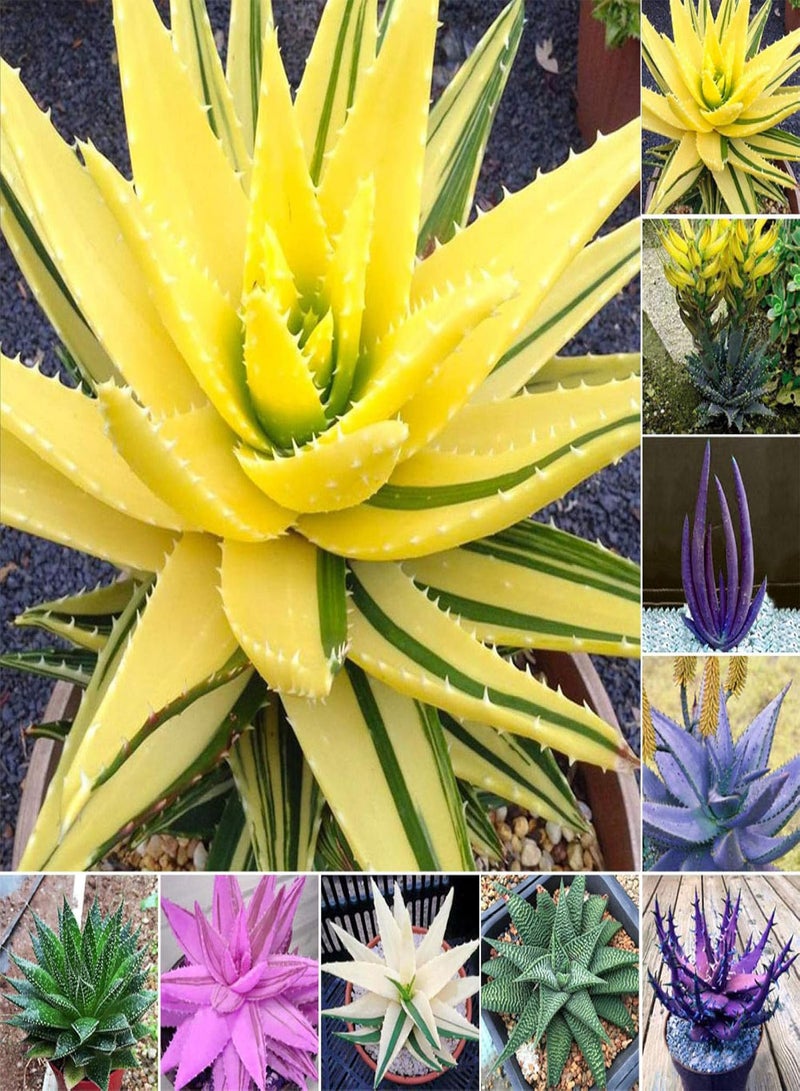 GGOOT 100Pcs Rare Aloe Vera Succulent Plant Perennial Anti-Radiation Home Garden Seeds - 7# Aloe Vera Seeds - Flower Seeds Vegetable Seeds Fruit Seeds Garden Plant Seeds  - Image 4
