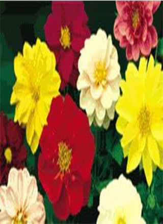 Dahlia Fresco Mix 100 Seeds - pzsku/Z191E08FB1D85DBB20DC2Z/45/1743071332/9207536f-af43-45d9-aefa-1ac2f950620b