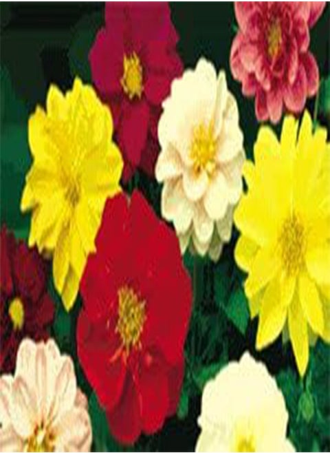 Dahlia Fresco Mix 100 Seeds