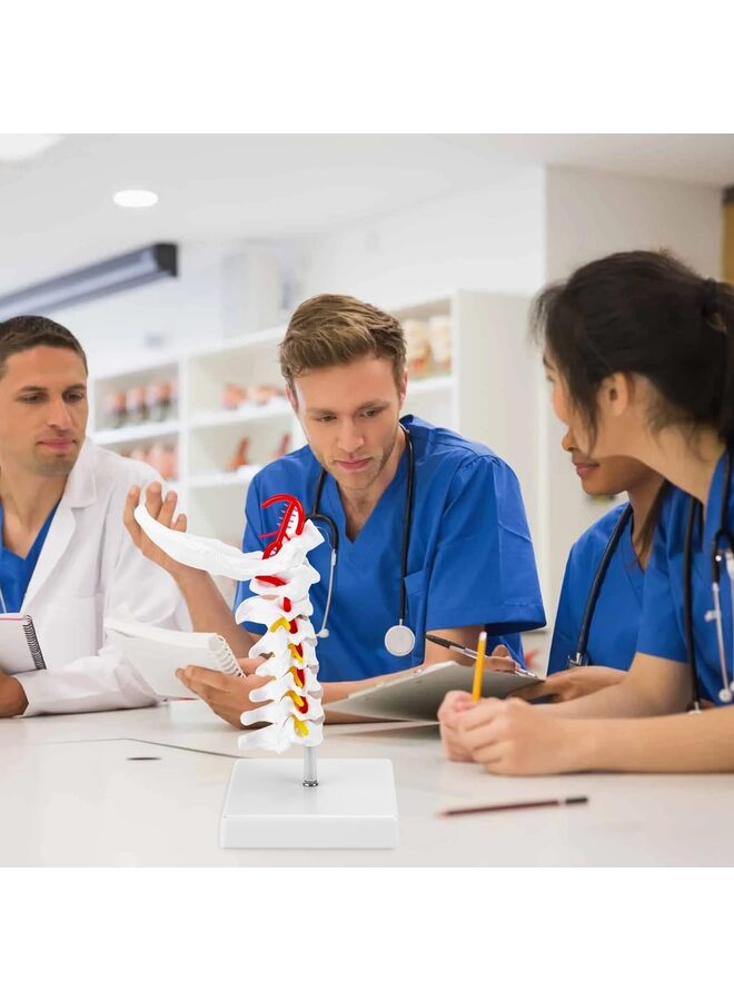 Cervical Spine Model, 1:1 Life Size Anatomical Cervical Spine Model Showing Spinal Nerves and Arteries, Ideal Tool For Medical Teaching Anatomy Research Patient Teaching - Image 4