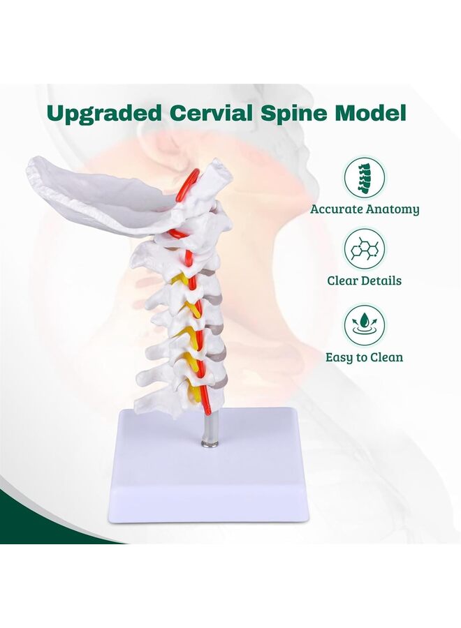 Cervical Spine Model, 1:1 Life Size Anatomical Cervical Spine Model Showing Spinal Nerves and Arteries, Ideal Tool For Medical Teaching Anatomy Research Patient Teaching - Image 2