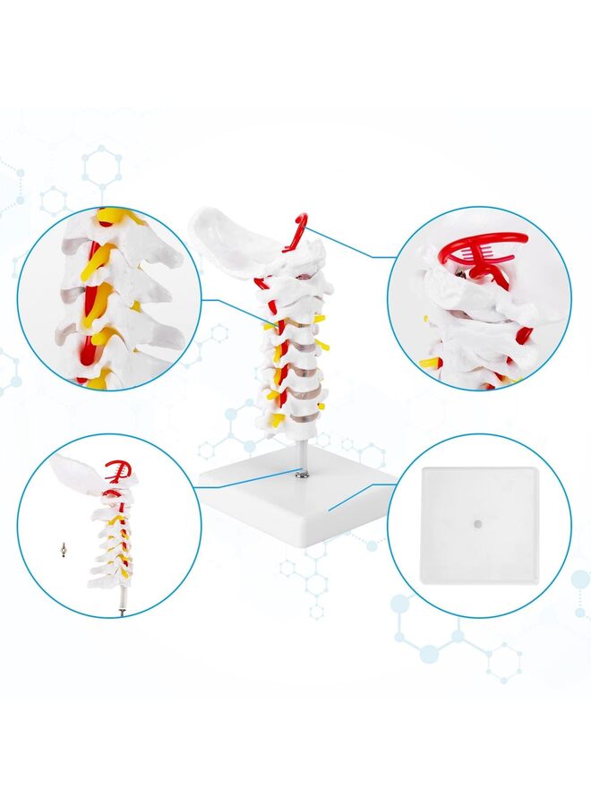 Cervical Spine Model, 1:1 Life Size Anatomical Cervical Spine Model Showing Spinal Nerves and Arteries, Ideal Tool For Medical Teaching Anatomy Research Patient Teaching - Image 3