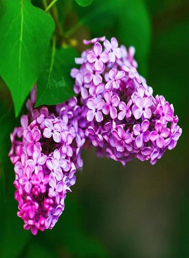 جي جوت 100 قطعة من بذور الليلك المزهرة ذات الزهور الأرجوانية الرائعة تخلق وليمة بصرية مثالية ذات قيمة زخرفية رائعة تجعل الناس يبقون - Image 1