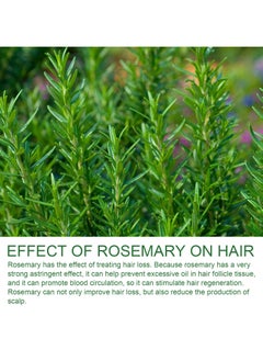 Jaysuing Rosemary shampoo prevents hair loss, controls oil, fluffy, refreshing, smooth and smoothes dry and irritated hair 100ml  - Image 2