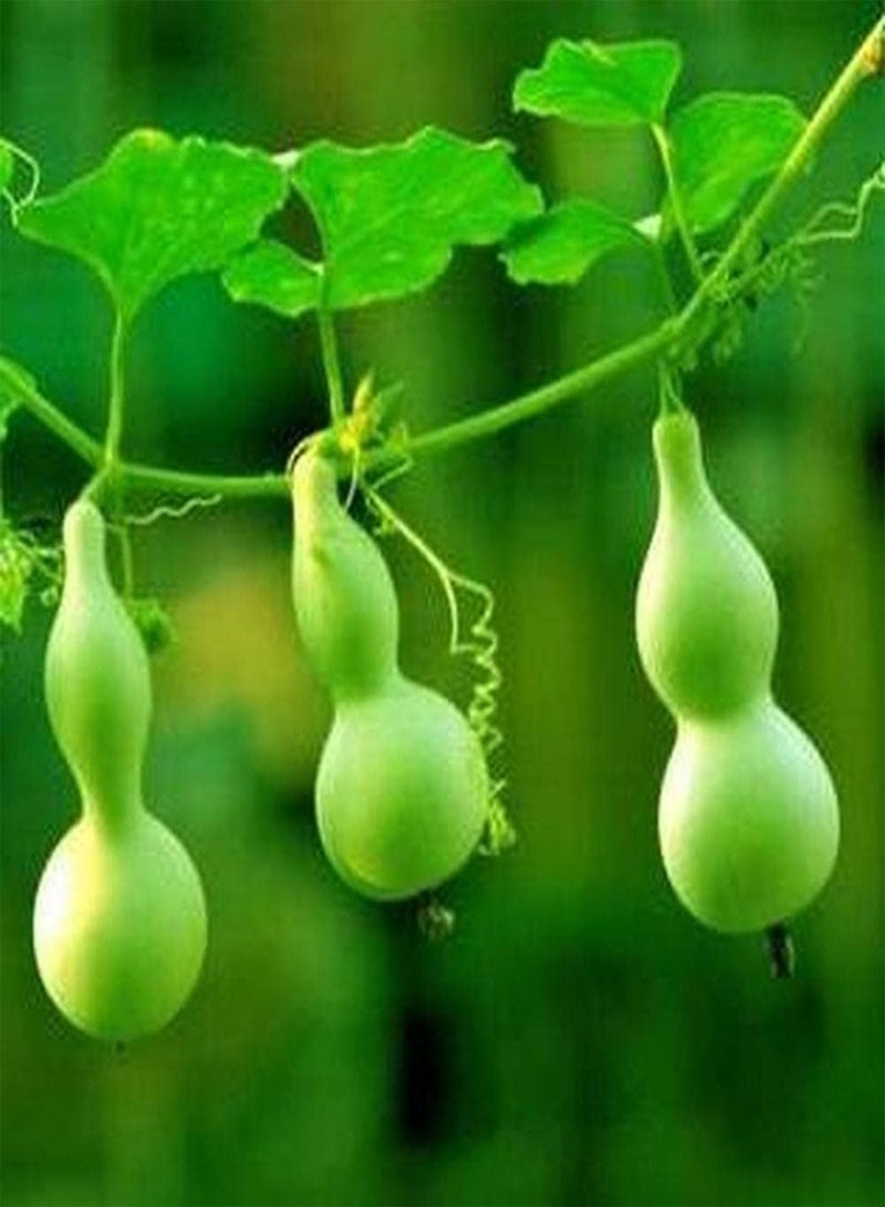 GGOOT 10pcs Gourd Seeds for Outdoor Garden Planting Perennial Climbing Vegetables Excellent Choice for Flowerbed and Raised Bed Decoration - Image 1