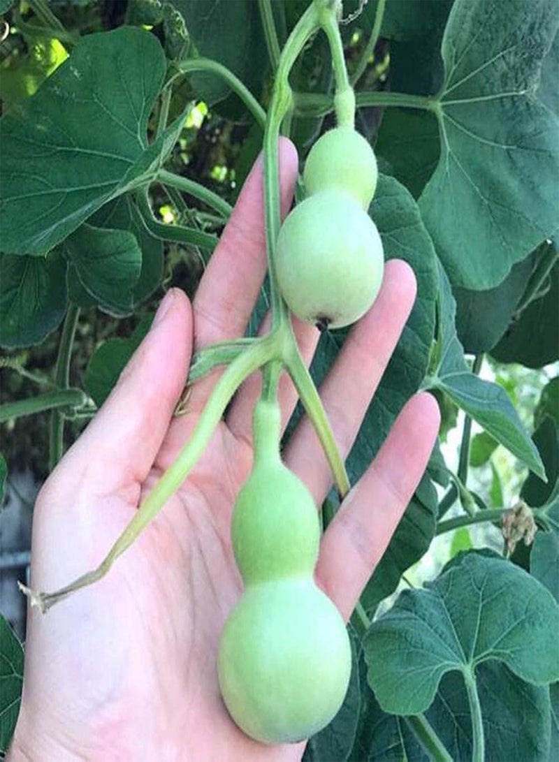 GGOOT 10pcs Gourd Seeds for Outdoor Garden Planting Perennial Climbing Vegetables Excellent Choice for Flowerbed and Raised Bed Decoration - Image 2
