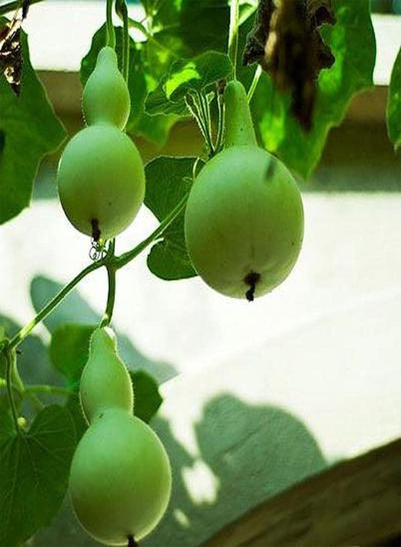 GGOOT 10pcs Gourd Seeds for Outdoor Garden Planting Perennial Climbing Vegetables Excellent Choice for Flowerbed and Raised Bed Decoration - Image 3