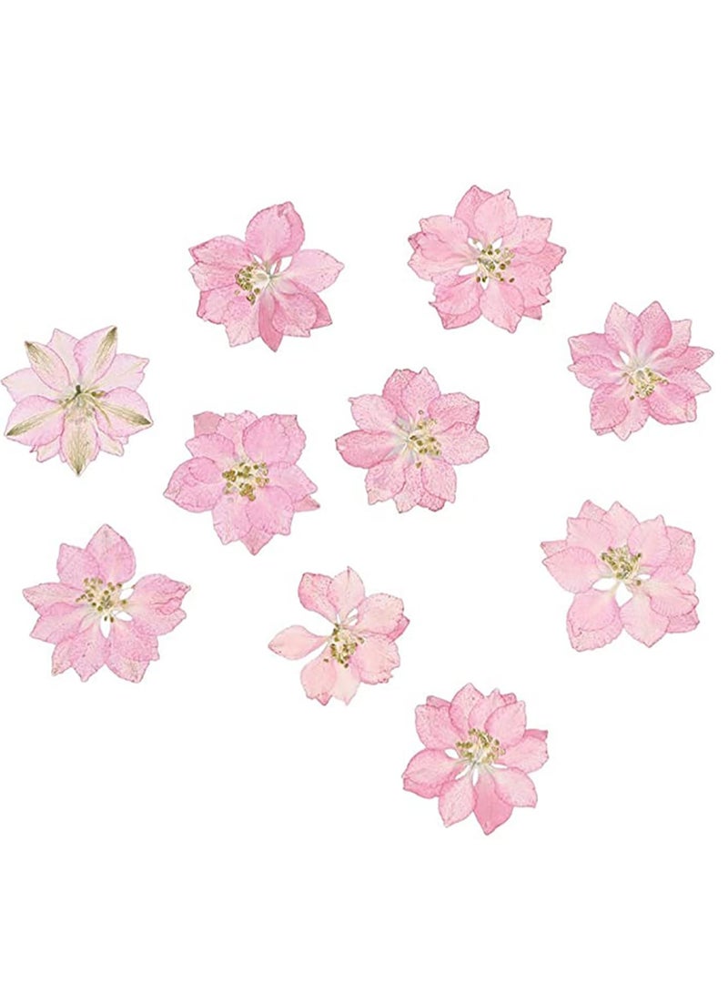 Suntown Dried Pressed Flower 12 Pcs Lifelike Small Flower Ornaments Nail Art Little Pressed Real Dried Flower Material for Hand DIY Phone Case Specimen - Image 1