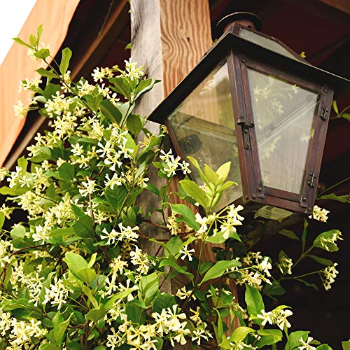 Perfect Plants Confederate Jasmine Live Plant, 1 Gallon Pot, Includes Care Guide - Image 4