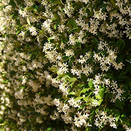Perfect Plants Confederate Jasmine Live Plant, 1 Gallon Pot, Includes Care Guide - Image 3