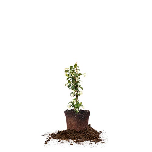 Perfect Plants Confederate Jasmine Live Plant, 1 Gallon Pot, Includes Care Guide - Image 1