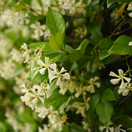 Perfect Plants Confederate Jasmine Live Plant, 1 Gallon Pot, Includes Care Guide - Image 2