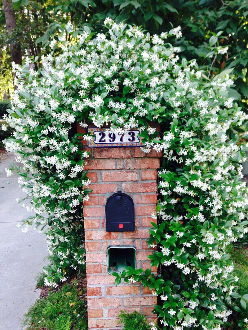 Perfect Plants Confederate Jasmine Live Plant, 1 Gallon Pot, Includes Care Guide - Image 5