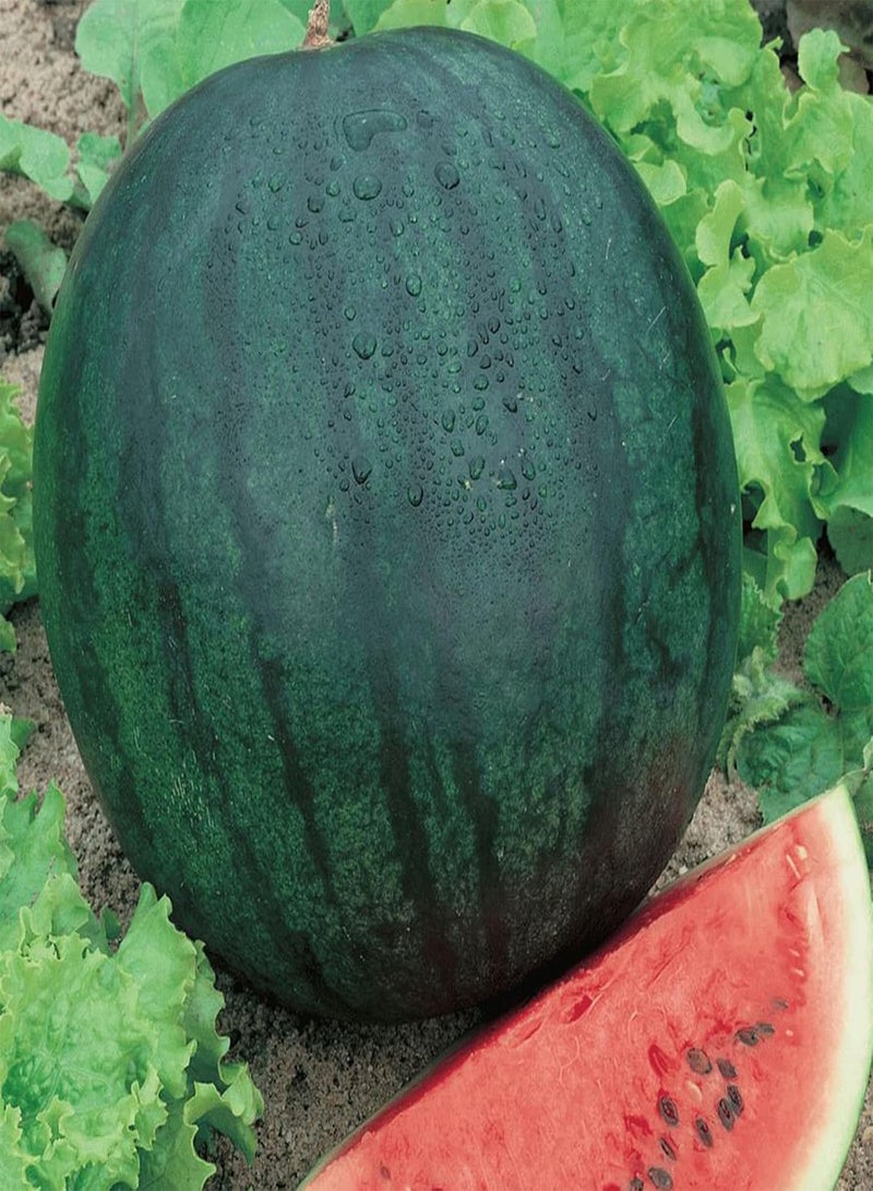 جي جوت 15 بذور بطيخ نزهة حلوة من المملكة المتحدة، فاكهة استوائية غنية بالعصير للزراعة والنمو - Image 4