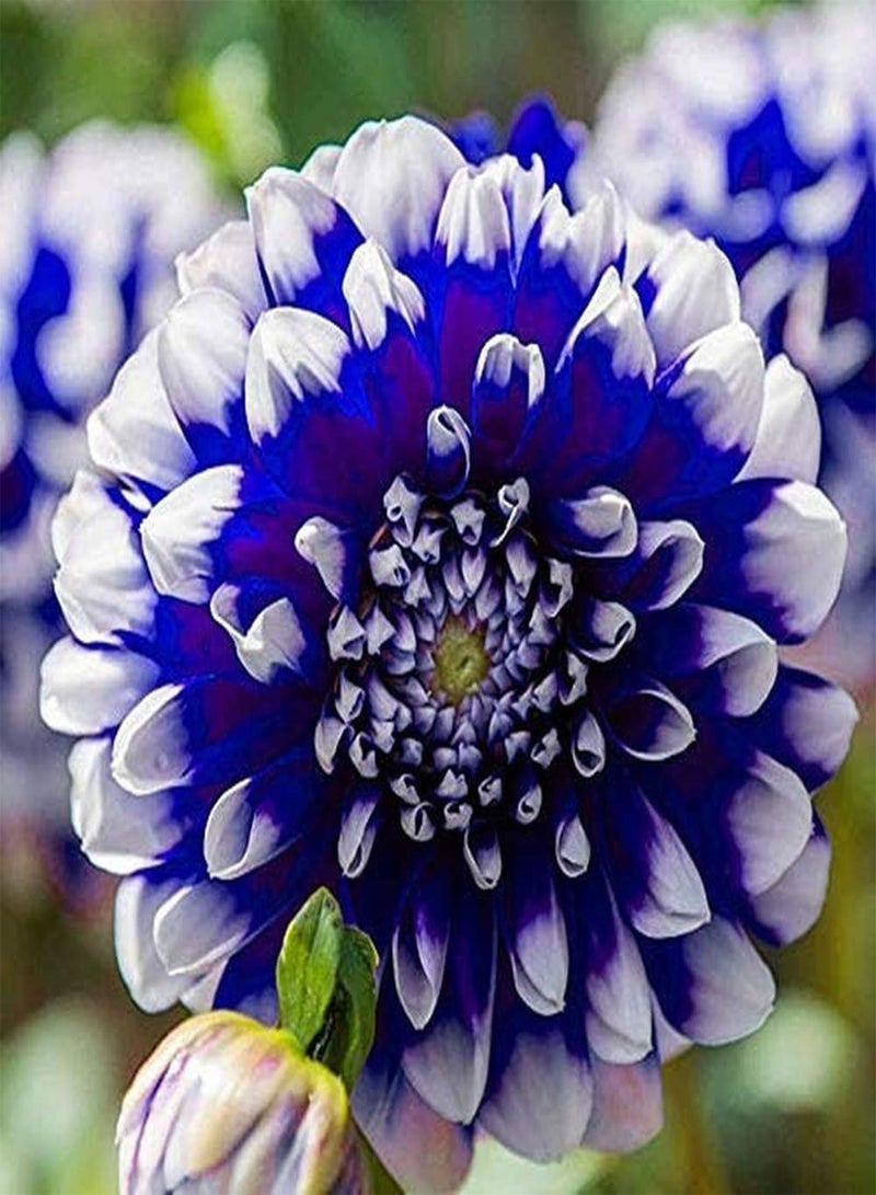 جي جوت 3 قطع بذور داليا زرقاء متنوعة نادرة لتزيين المنزل درنات معمرة للزراعة في الحدائق بسيطة وسهلة البقاء مناسبة للمبتدئين
