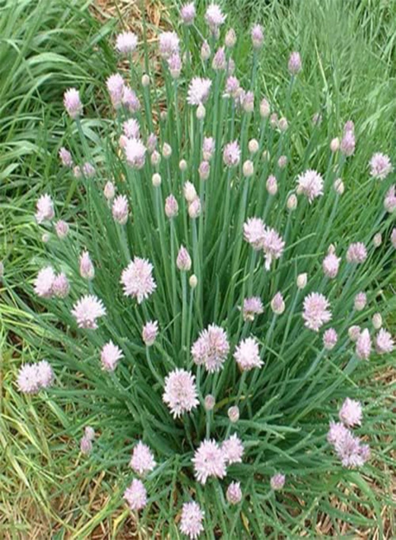 50 Seeds of Sweet Chinese Garlic Chive Herb UK Harvested Organic China Chives