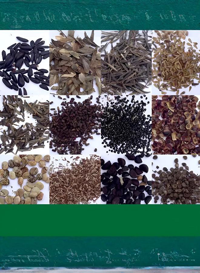 (Recommended by Gardeners) Seasonal Flower Seed Mix for All Soil Types - Image 1