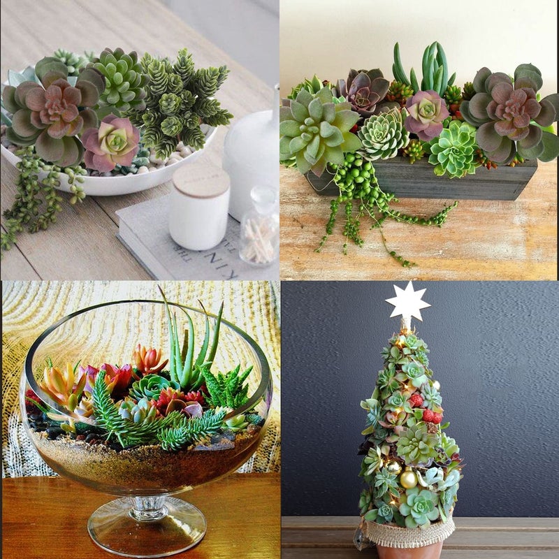 CCINEE CCINEE 16Pcs Artificial Succulents Plants  Assorted Flocking Fake Succulent String of Pearls Aloe Unpotted Faux Mini Realistic Succulents for Garden Home Indoor Outdoor Decoration DIY Craft Supply  - Image 2