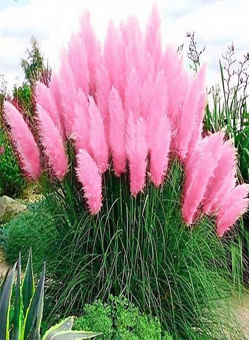 GGOOT 100Pcs/Bag Reed seeds Decoration DIY Beautiful Ornamental Pampas Grass Reed seeds Garden Pink - Image 1