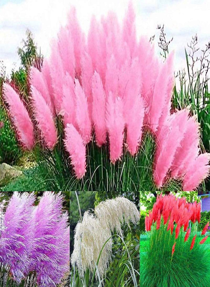 GGOOT 100Pcs/Bag Reed seeds Decoration DIY Beautiful Ornamental Pampas Grass Reed seeds Garden Pink - Image 2