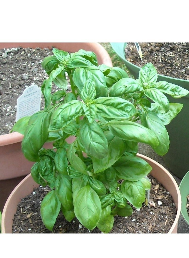 vsell24 3-Pack Premium Herb Collection  Basil Seeds for a Flavorful and Fragrant Culinary Garden  - Image 3