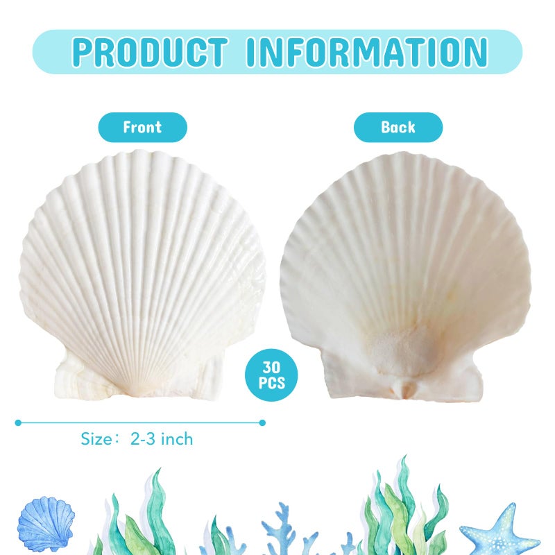 ASBEFORE 30Pcs Sea Shells, 2''-3'' Natural Scallop Crafts - DIY Beach Seashells Decorating Painting Ocean Themed Party Wedding Shell Bowl Jewelry Holder - Image 2