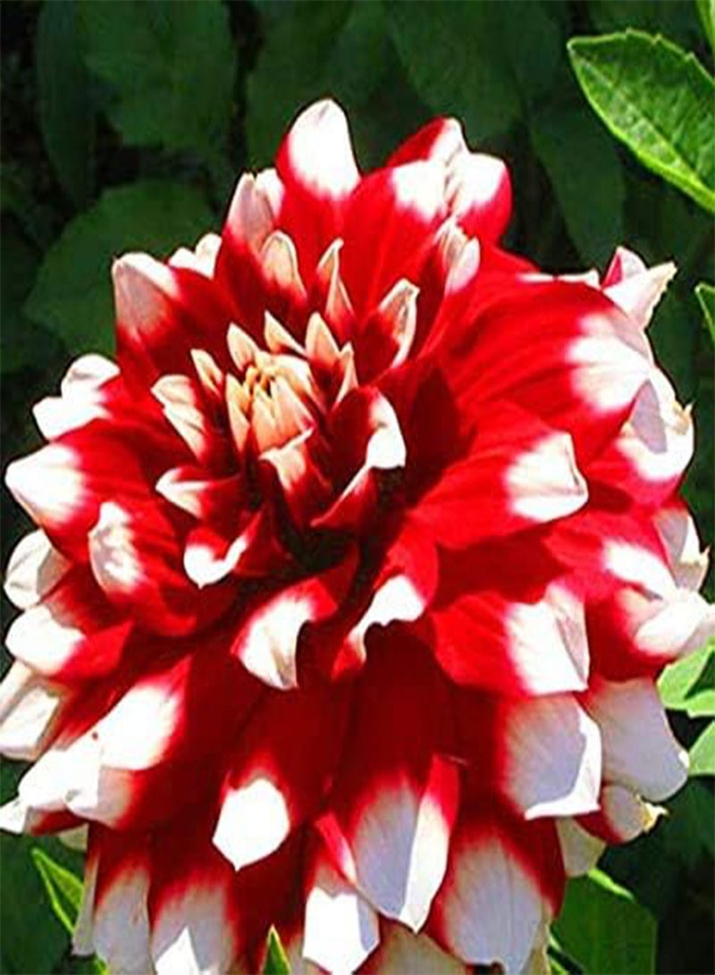 GGOOT seeds Fresh 100pcs Dahlia Flower seeds for Planting Light red