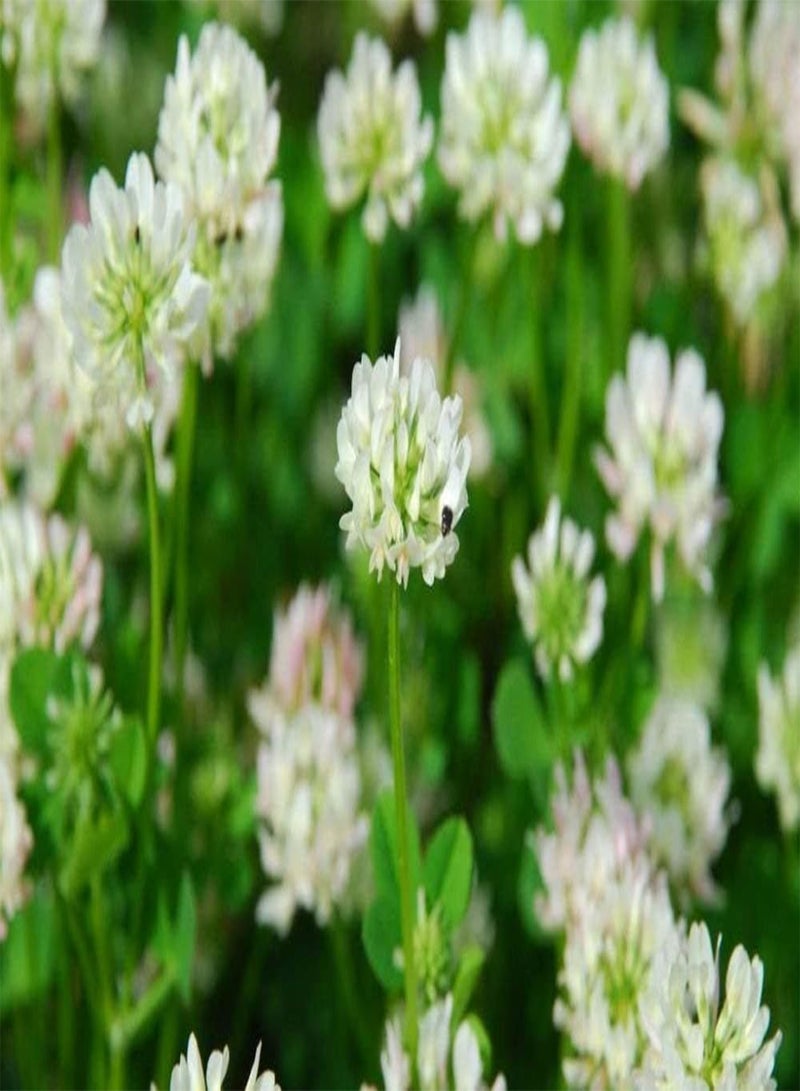 GGOOT Ball White Clover Seeds - Reseeding Cover Crop Bee Forage Coated/INOC Seed