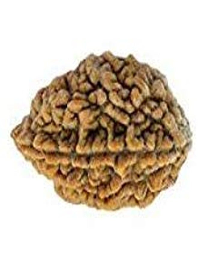 TheGalaxy Gallery 2 Mukhi Original & Best(2 Face) Quality by Lab Certified - Image 2