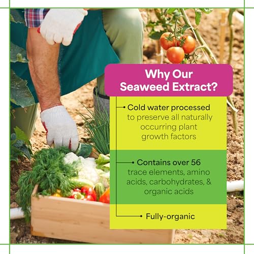 Grow More Liquified Seaweed Extract Fertilizer for Plants - 1 Quart of Natural Liquid Kelp Fertilizer - 11% Organic Kelp Plant Food for Transplant Protection & Root Development - Image 3