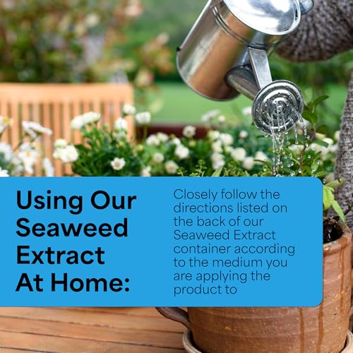 Grow More Liquified Seaweed Extract Fertilizer for Plants - 1 Quart of Natural Liquid Kelp Fertilizer - 11% Organic Kelp Plant Food for Transplant Protection & Root Development - Image 4