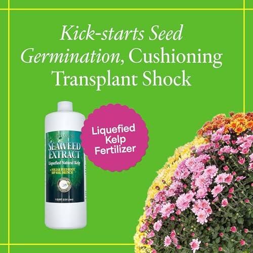 Grow More Liquified Seaweed Extract Fertilizer for Plants - 1 Quart of Natural Liquid Kelp Fertilizer - 11% Organic Kelp Plant Food for Transplant Protection & Root Development - Image 2