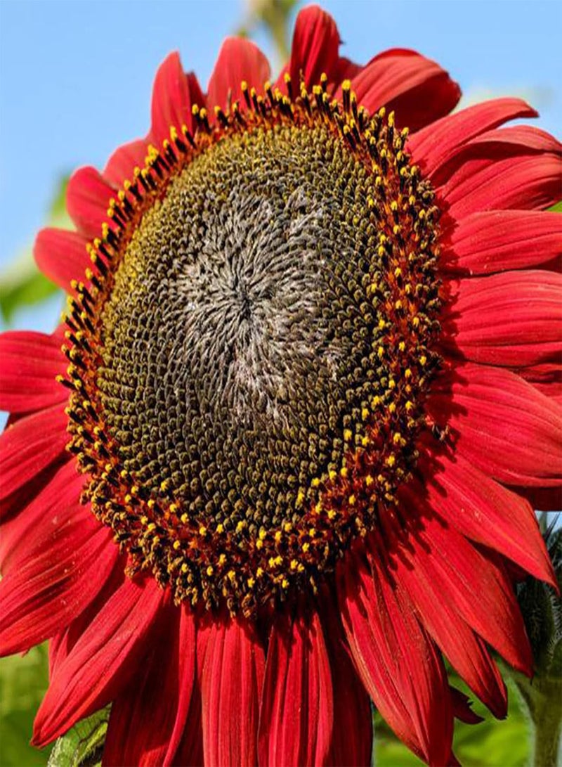 GGOOT Green Garden Flower Plants-200Pcs Red Sunflower Seeds Helianthus Flower Home Garden Bonsai Plant Decoration - Red Sunflower Seeds - Image 2