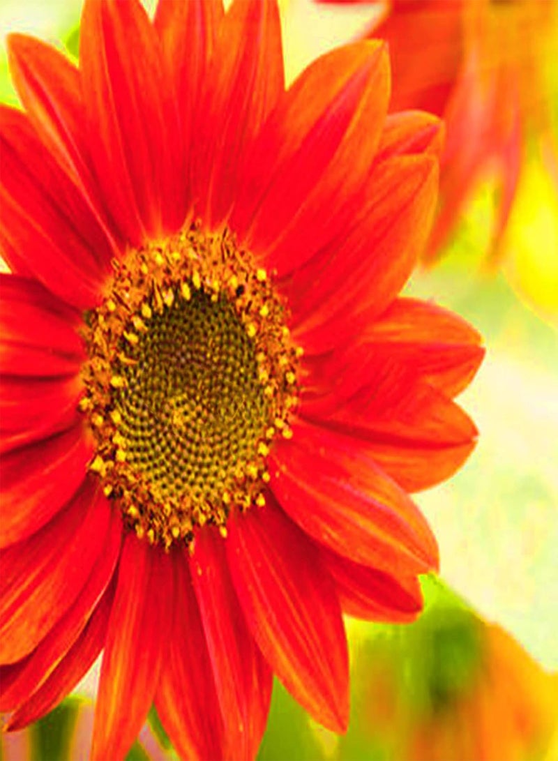 GGOOT Green Garden Flower Plants-200Pcs Red Sunflower Seeds Helianthus Flower Home Garden Bonsai Plant Decoration - Red Sunflower Seeds - Image 5